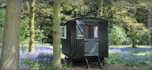 Cosy Retreats: Posey The Bluebell Wood