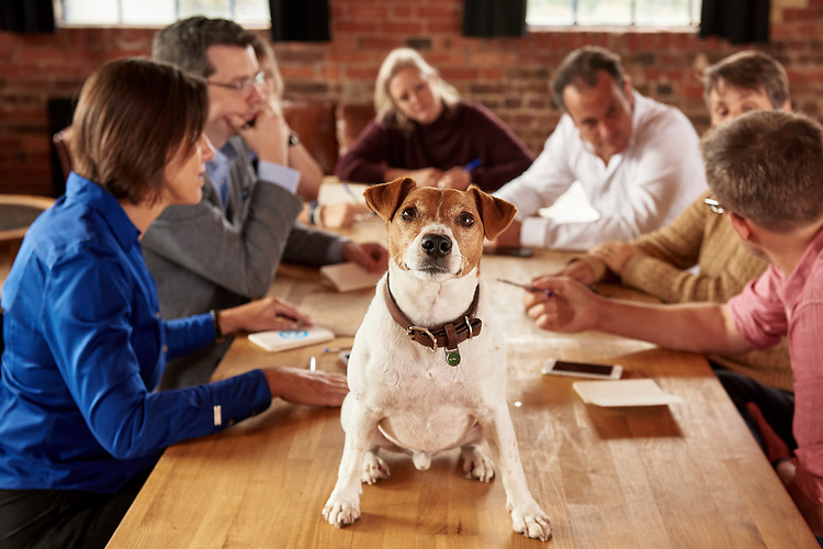 How to find pet friendly accommodation