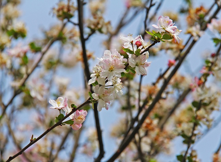 Spring gardening tips: jobs to do in the garden