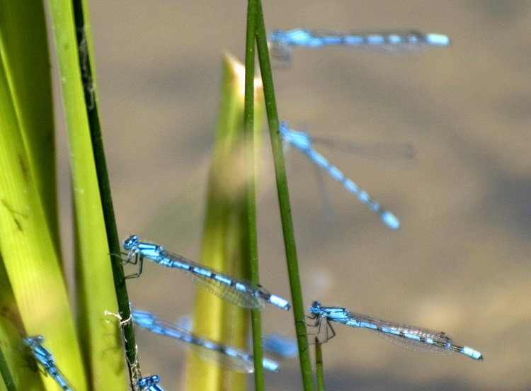 Help make a splash for the Wild About Gardens challenge 2019