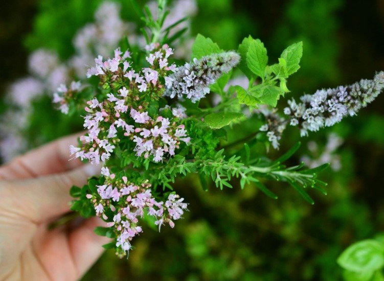 How to plant and maintain a herb garden from scratch