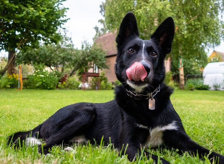 How to design a dog-friendly garden