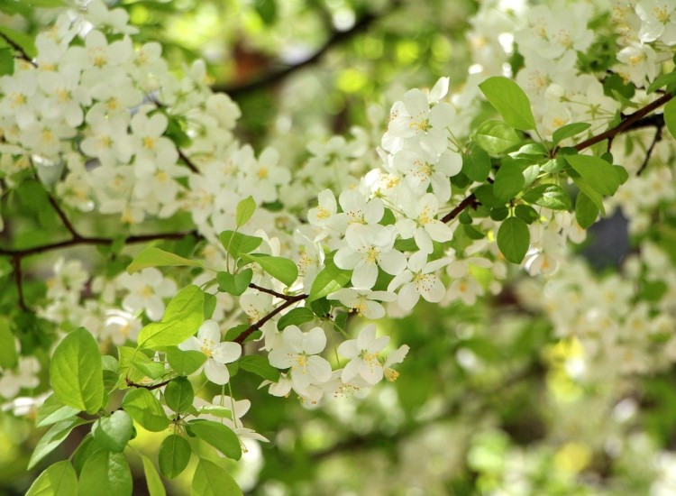 Things to do in the garden in April