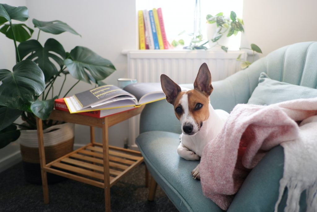 Cute dog looking cosy on a sofa under a blanket