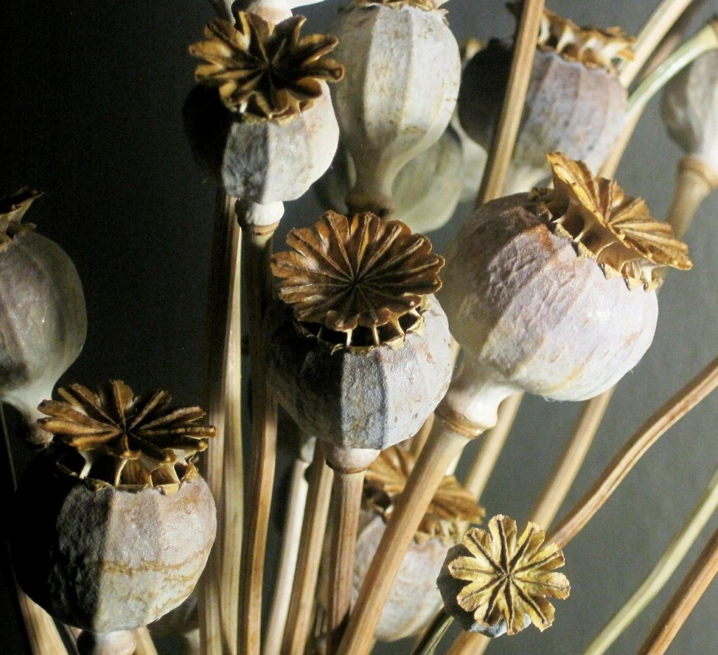 how to dry flowers and ornamental grasses