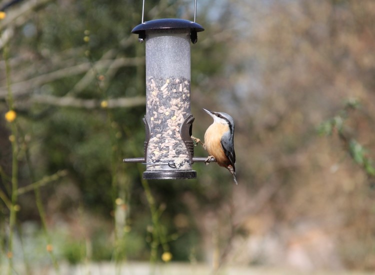 How to feed garden birds this autumn