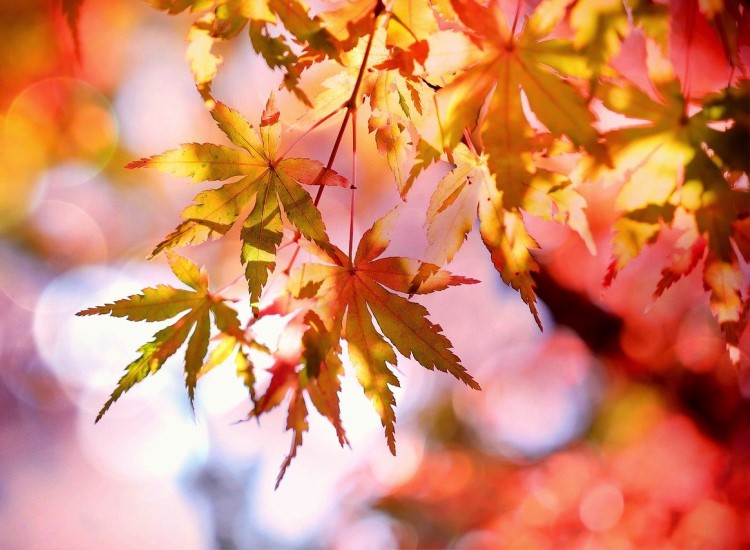 Things to do in the garden in October