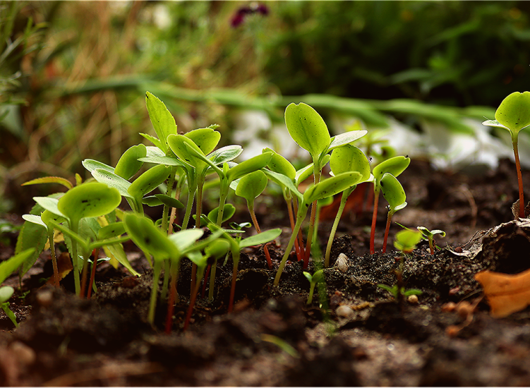 Permaculture for Beginners: Cosy Home Guide