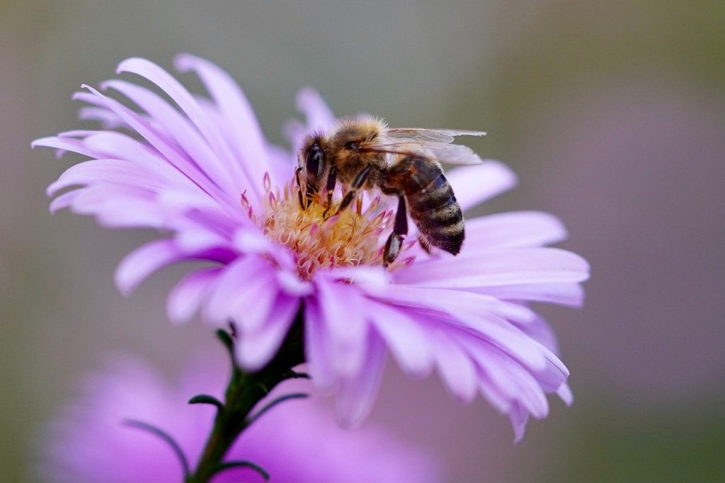 Permaculture for beginners gardens should include plenty of bee friendly plants