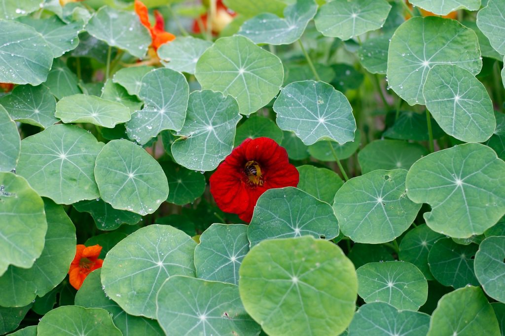 Nasturtiums are an ideal plant for permaculture for beginners