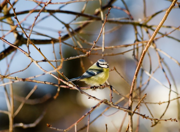 Things to do in the garden in February