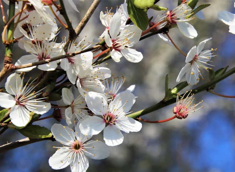 Things to do in the garden in March