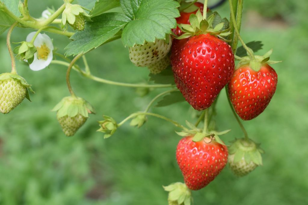 When it comes to things to do in the garden in May, planting strawberries is a good move