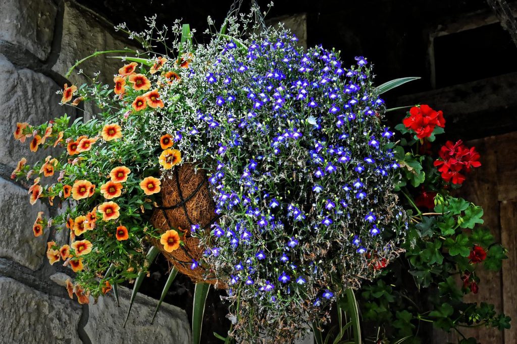 One of the practical things to do in the garden in June is plant your hanging baskets
