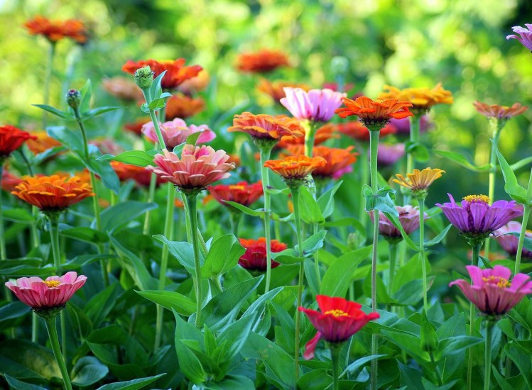 Things to do in the garden in June