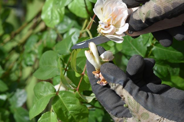 How to use the Kikkerland pocket trowel multi tool for pruning