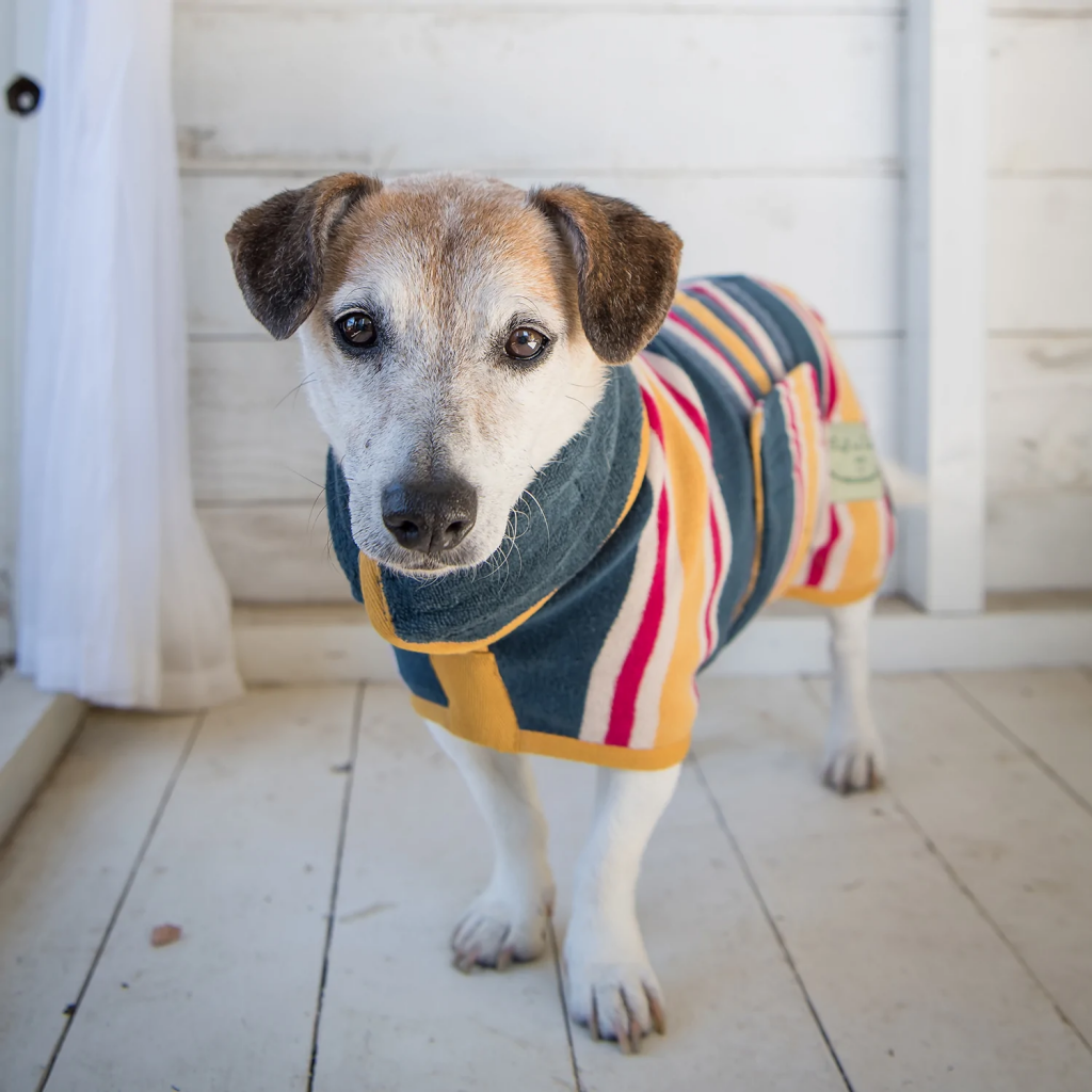 Looking after an elderly dog means keeping them warm 