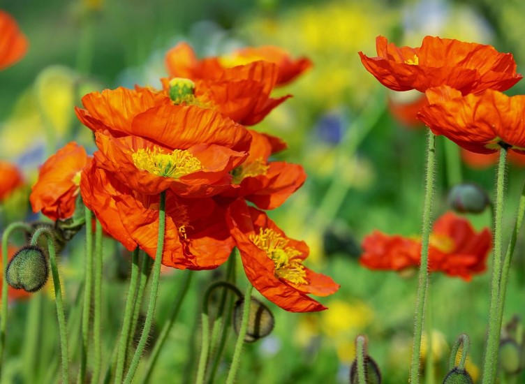 Things To Do In The Garden in August