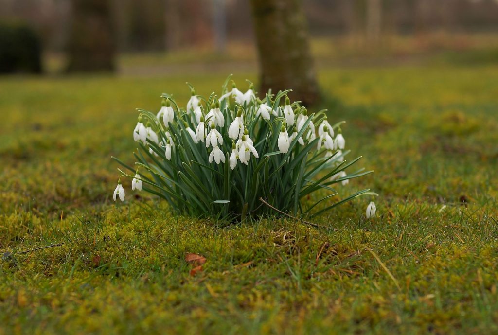 Take a stroll on snowdrop walks and discover how many of this quintessential flowers you can spot. 