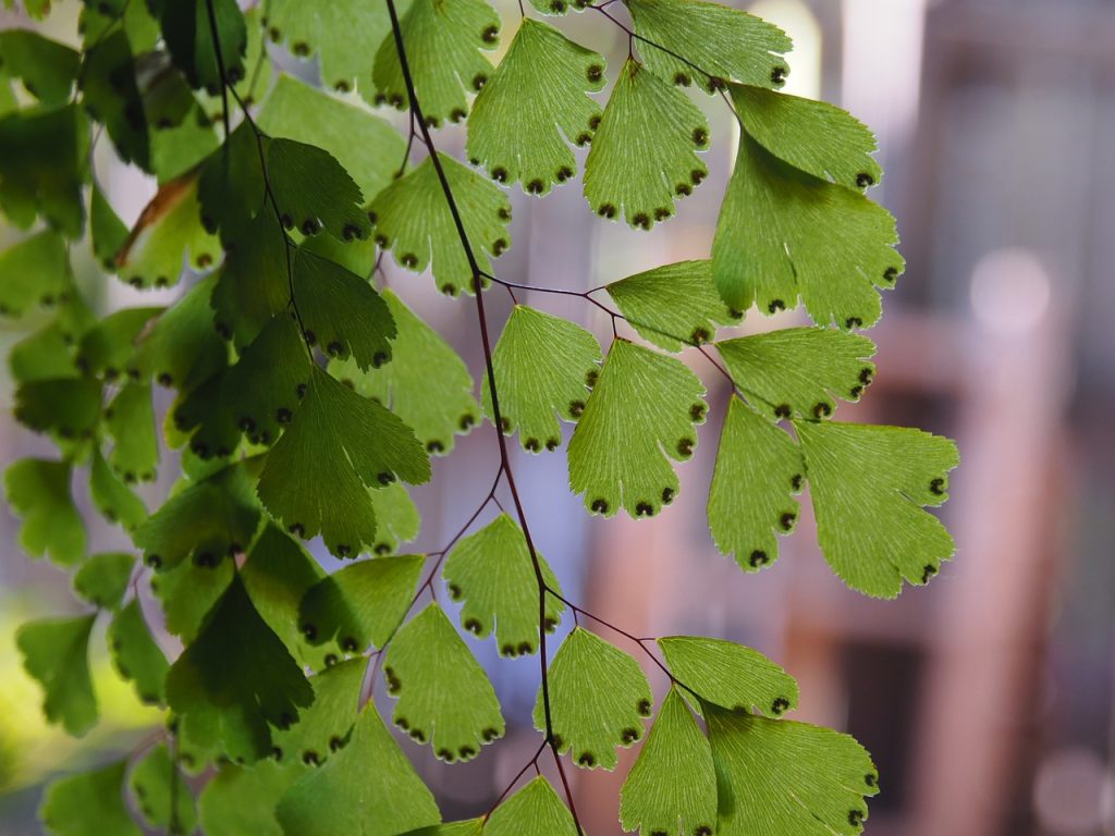The Maidenhair fern can successfully be grown in an office with no windows