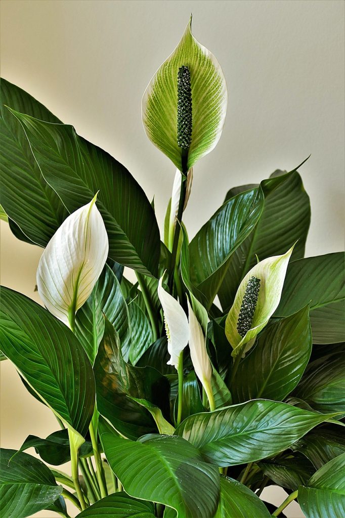 Peace lilies (Spathiphyllum) make good office plants.