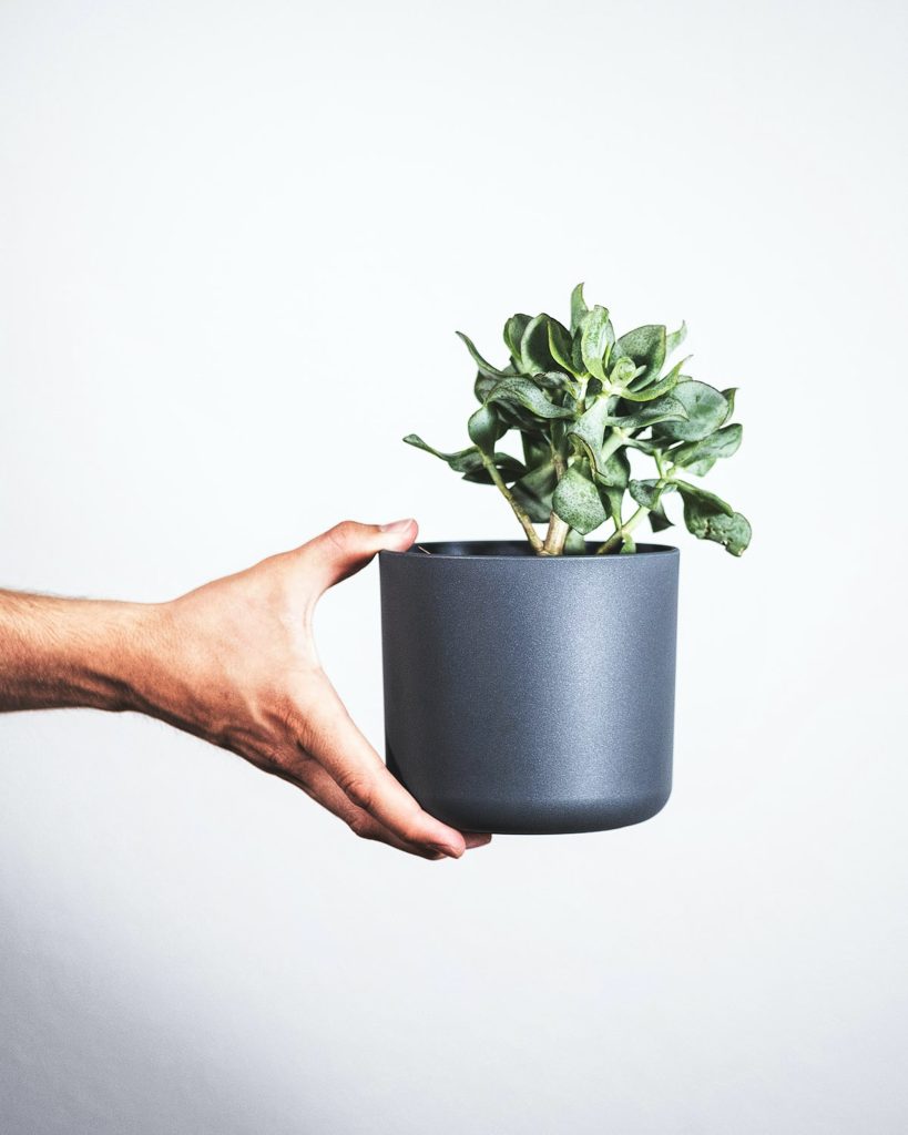 Best plants for an office desk with no windows