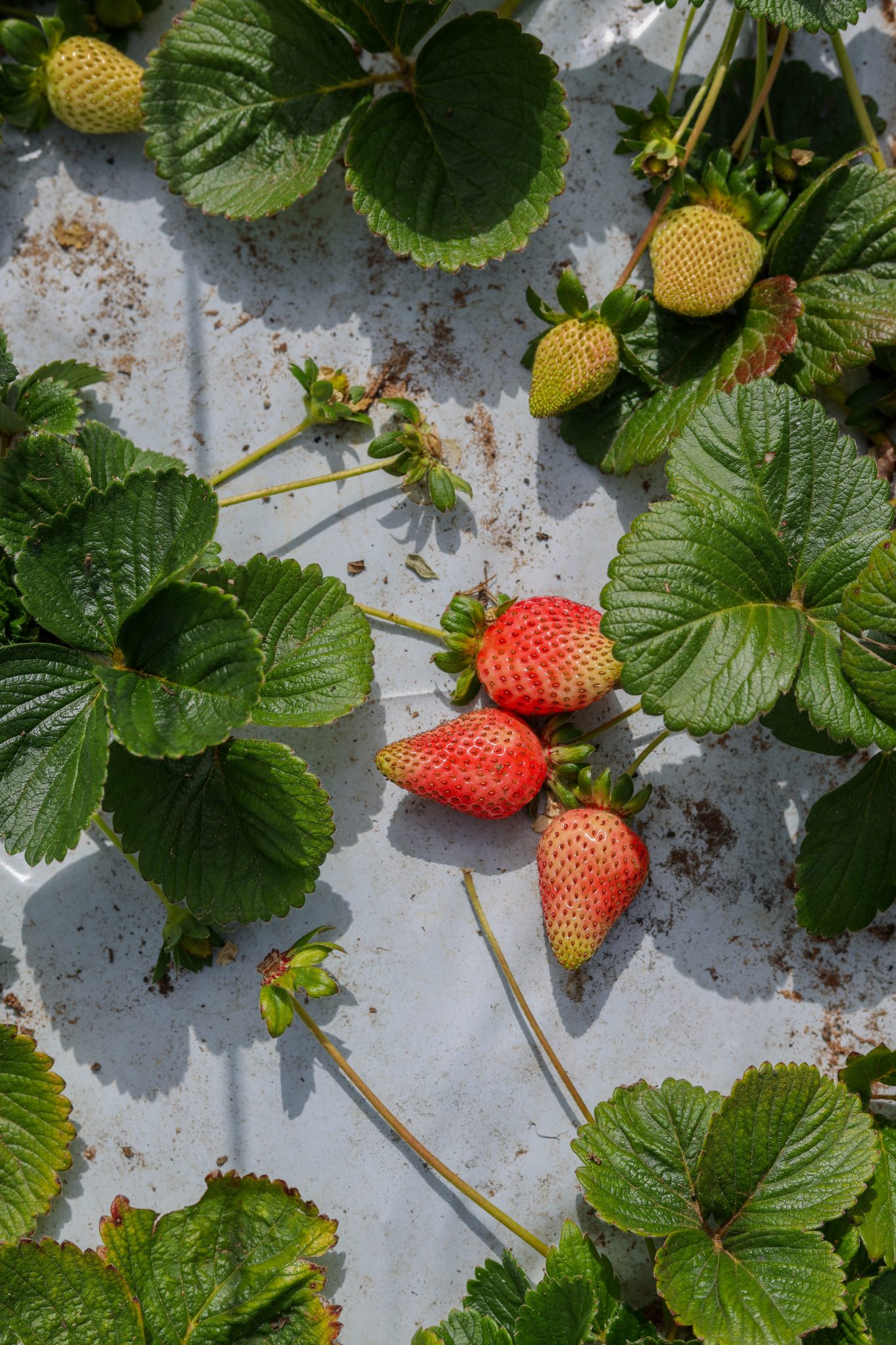 Best Compost For Strawberries Strawberry Plant Guide Cosy Home Blog