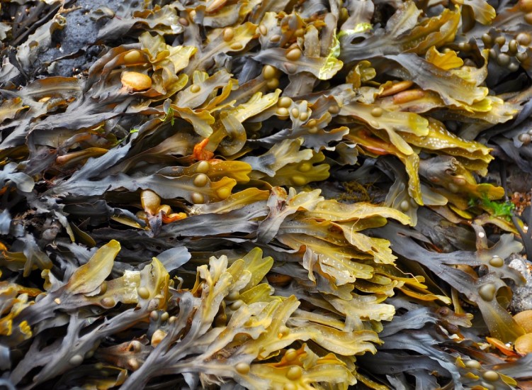 Seaweed vs Kelp Fertilizer – The Complete Lowdown