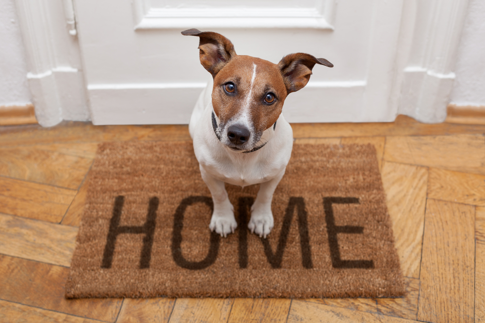 Protecting Your Home From The Wiles Of A Misbehaving Dog
