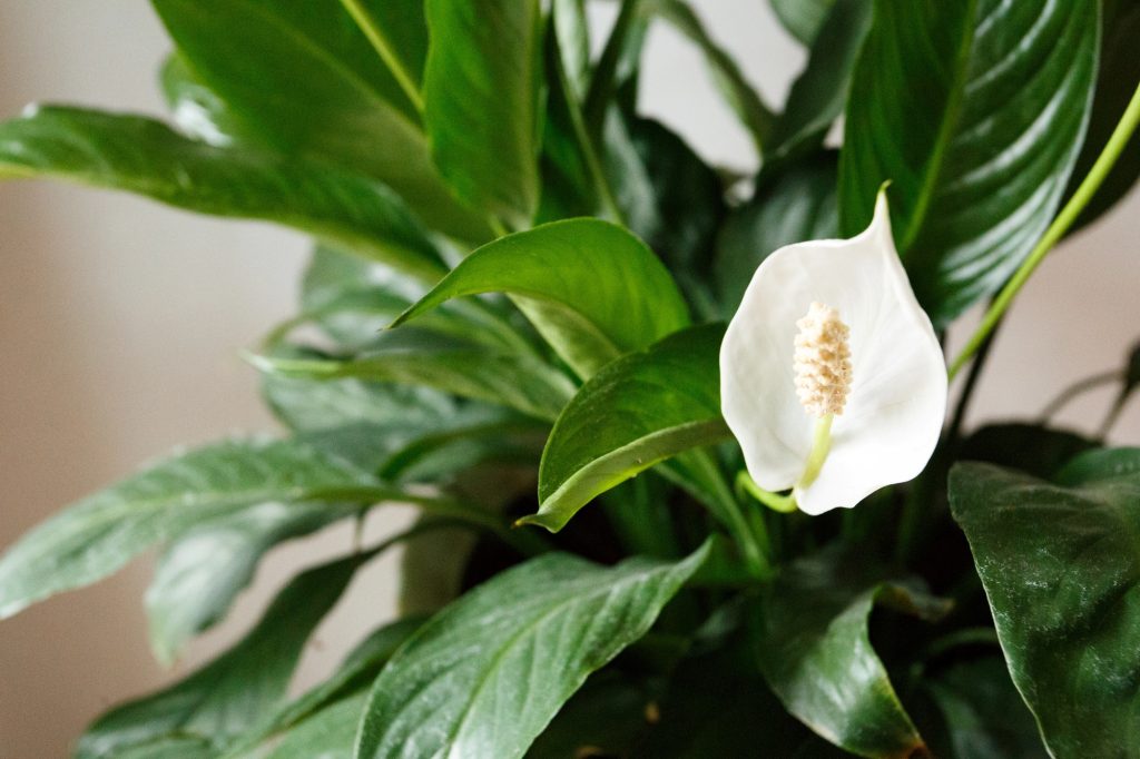 The Cosy Home guide to flowering houseplants
