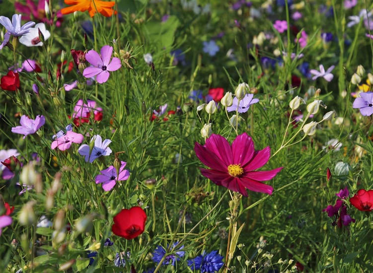 The Cosy Home Guide To Summer Wild Flowers