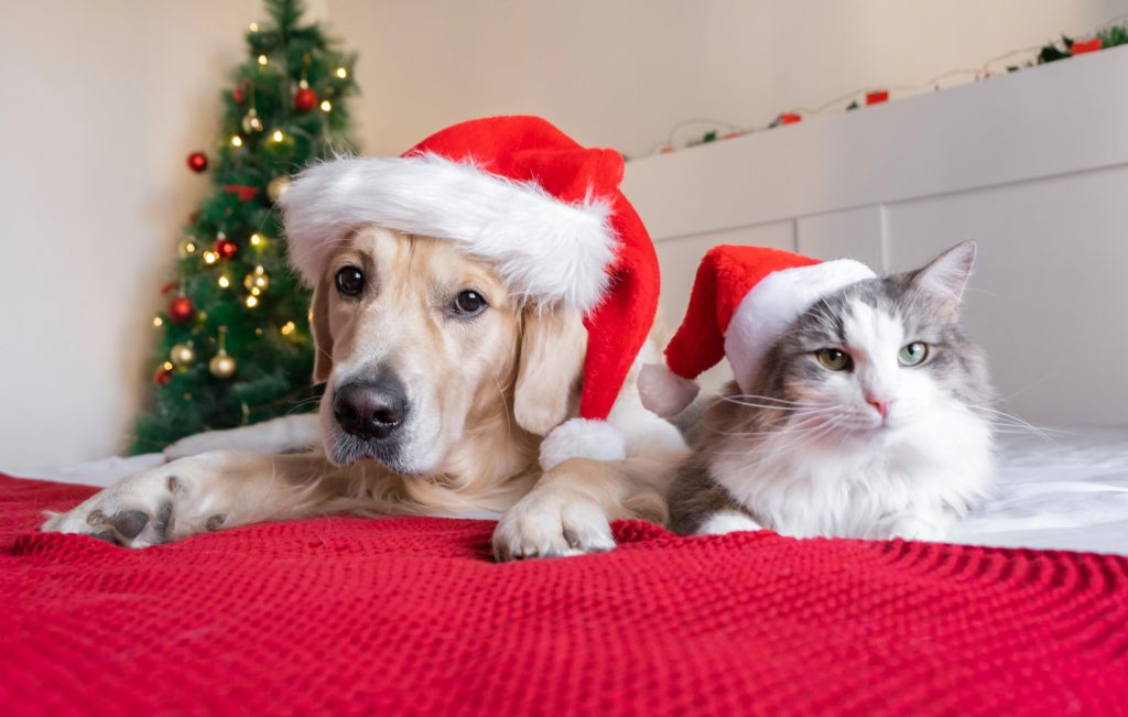 The Cosy Home Gift Guide For Pets