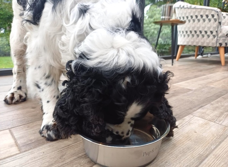 Product review: LID-IT dog bowl from Pup & Kit